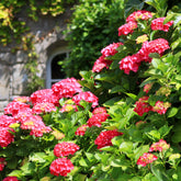 Rode Boerenhortensia - Hydrangea macrophylla Alpenglühen - Willemse