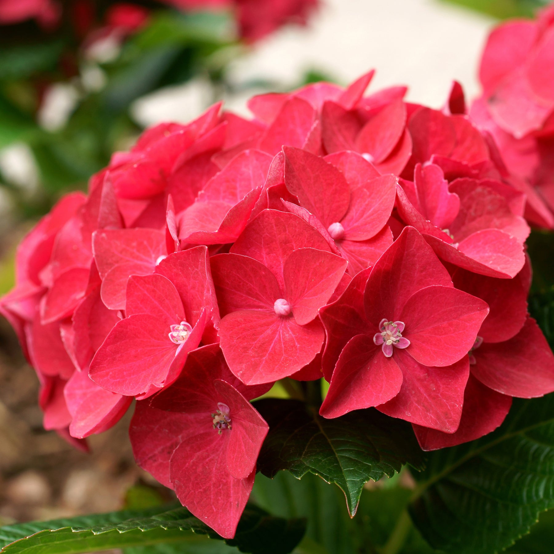 Rode Boerenhortensia - Willemse