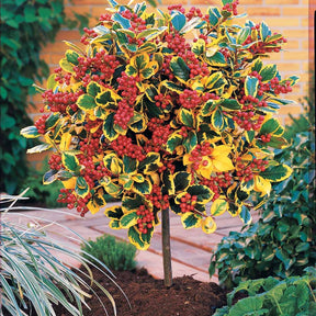 Hulst 'Golden King' - Ilex x altaclerensis Golden King - Heesters en vaste planten