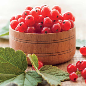 Ribus rubrum Jonkheer Van Tets - Aalbes 'Jonkheer van Tets' - Rode bes