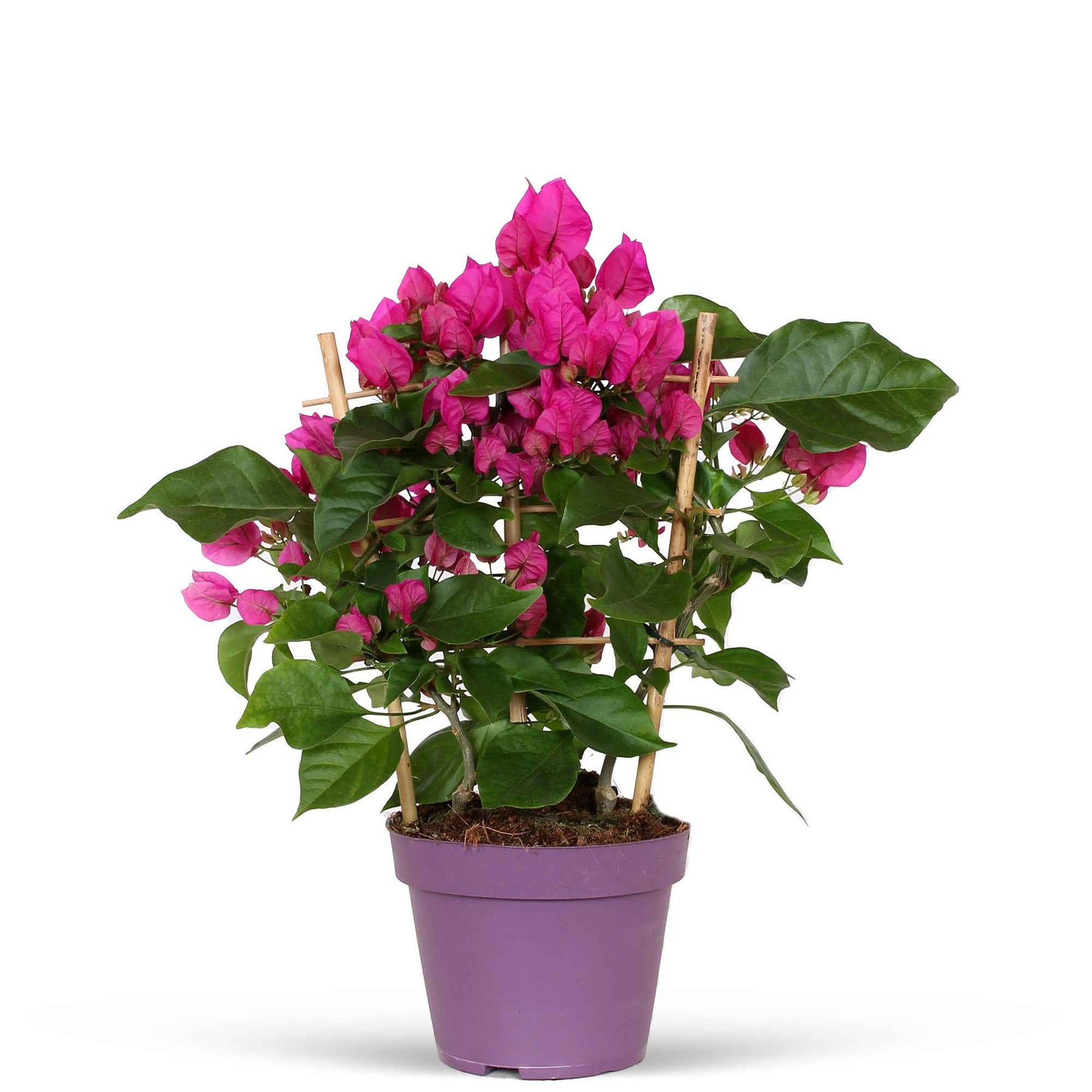 Bougainville - Bougainville 'Vera Deep Purple' - Bougainvillea spectabilis 'vera deep purple'