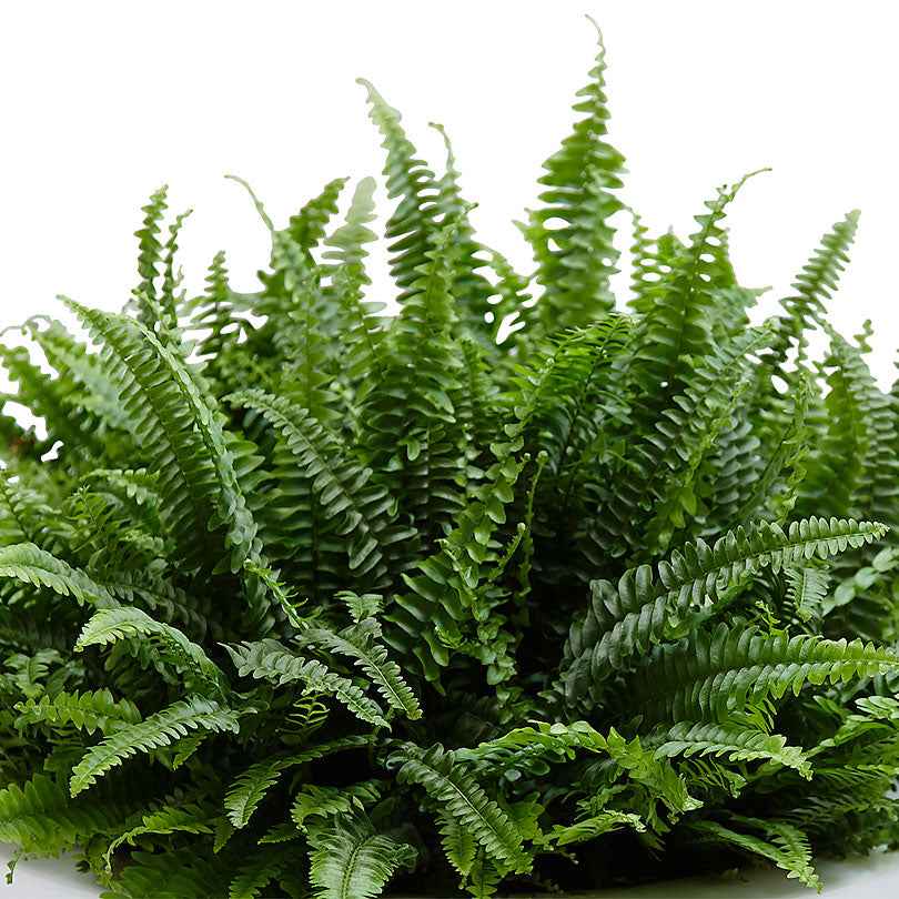 Nephrolepis exaltata 'Green Lady' - Krulvaren Nephrolepis 'Green Lady' - Kamerplanten voor binnen