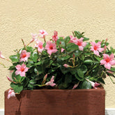 Chileense jasmijn roze - Dipladenia