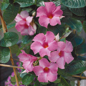 Chileense jasmijn roze - Dipladenia