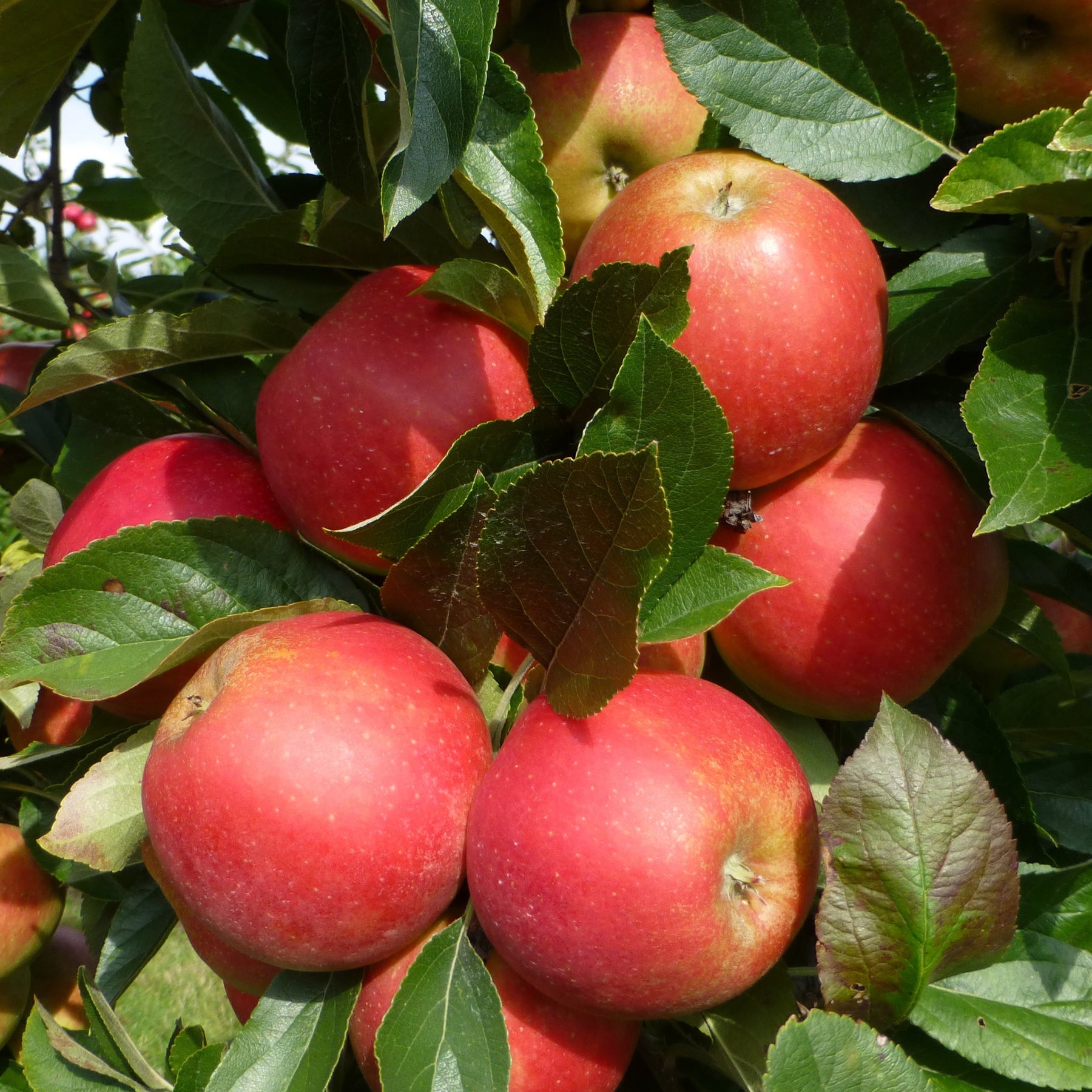 Appelboom 'Elstar' - Malus domestica Elstar - Appels