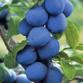 Pruimenboom 'Opal' - Prunus domestica opal - Fruitbomen
