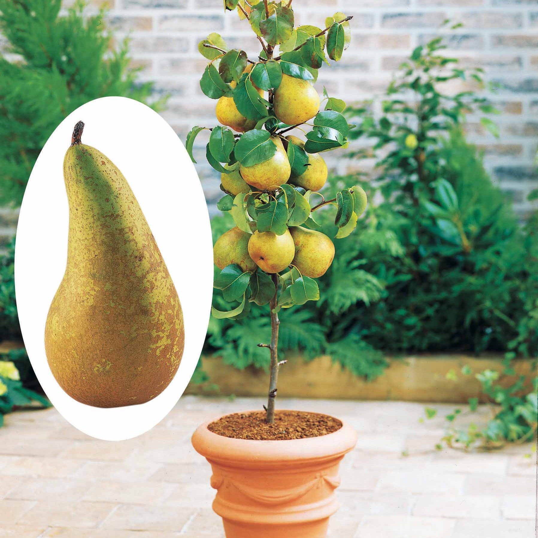 Perenboom 'Conference' - Pyrus communis conférence - Fruitbomen