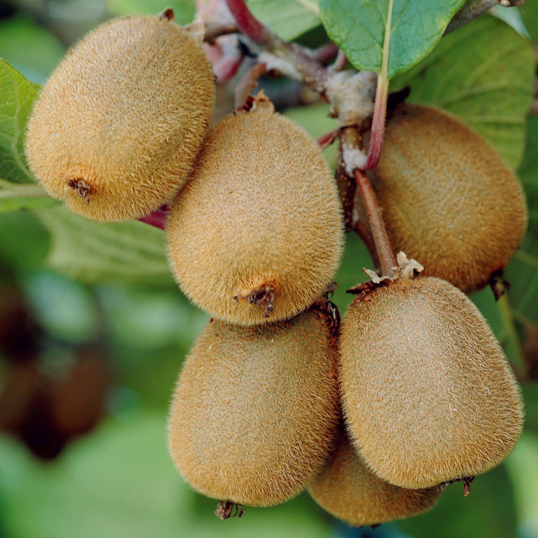 Kiwi zelffertiel 'Solissimo' - Actinidia deliciosa solissimo ® ‘renact’ - Kiwi