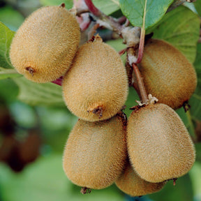 Kiwi zelffertiel 'Solissimo' - Actinidia deliciosa solissimo ® ‘renact’ - Kiwi