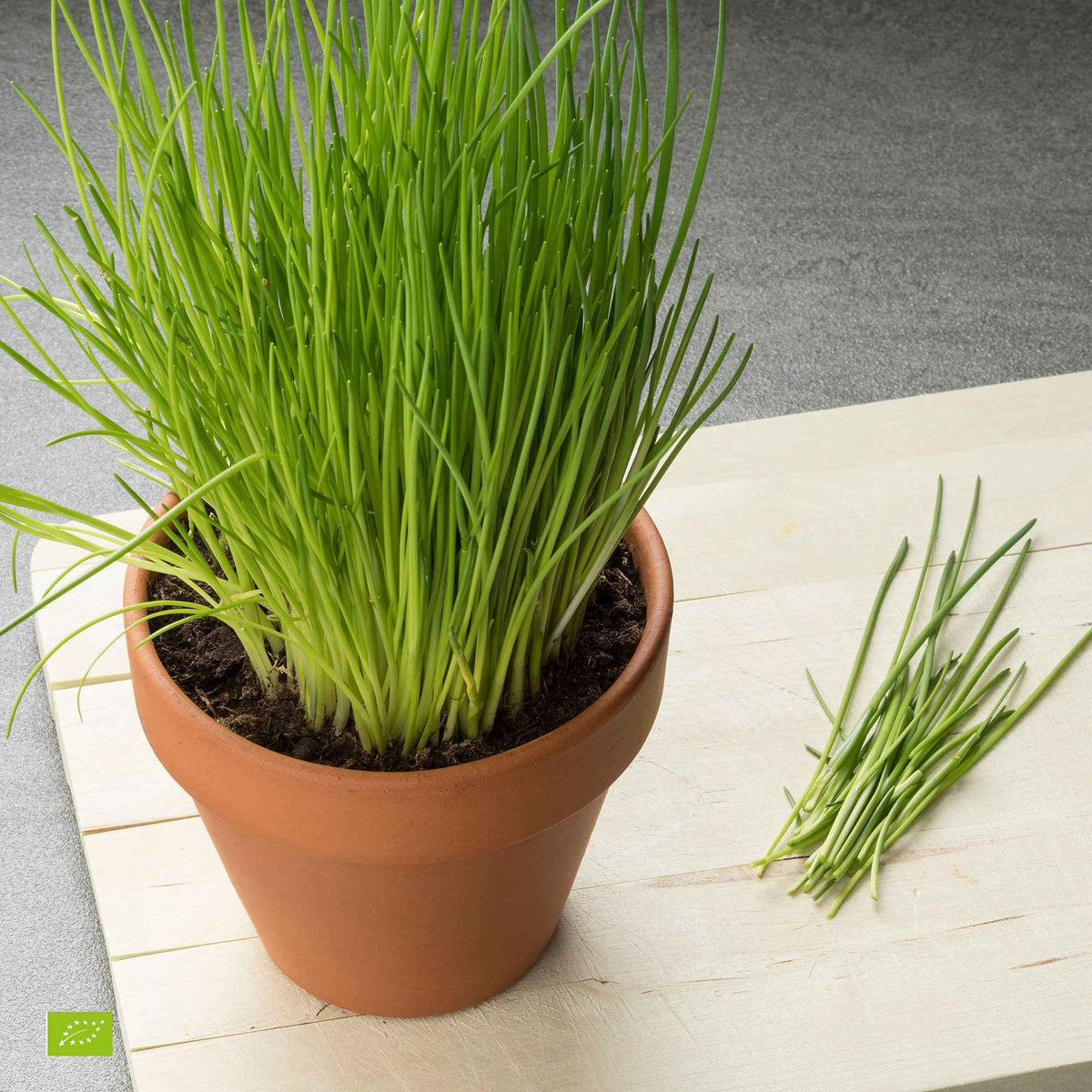 Bieslook - bio - Willemse