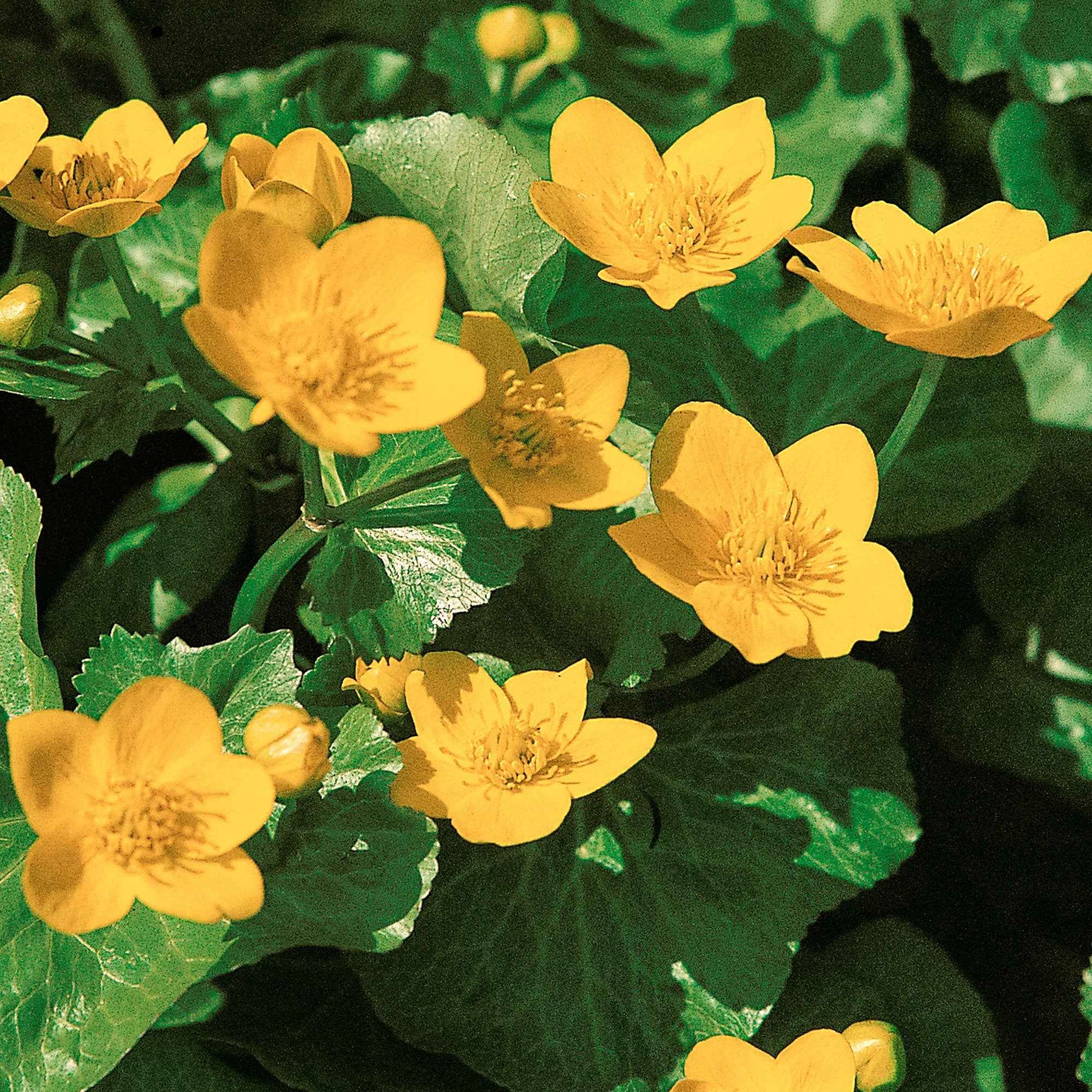 Verkoop Dotterbloem - Water Goudsbloem - Caltha palustris