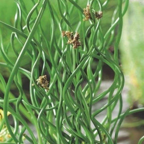 Spiralis bies - Juncus effusus spiralis - Willemse