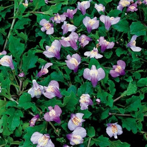 Mazus reptans - Mazus reptans 'Blue' paars - Alle vijverplanten
