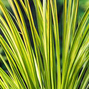 Alle vijverplanten - Dwergkalmoes 'Ogon' - Acorus gramineus ogon