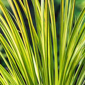 Alle vijverplanten - Dwergkalmoes 'Ogon' - Acorus gramineus ogon