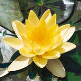 Waterlelie 'Marliacea Chromatella' - Nymphaea marliacea chromatella - Willemse