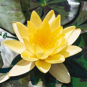 Waterlelie 'Marliacea Chromatella' - Nymphaea marliacea chromatella - Willemse