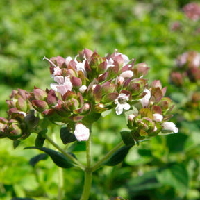 Oregano - Origanum vulgare - Willemse