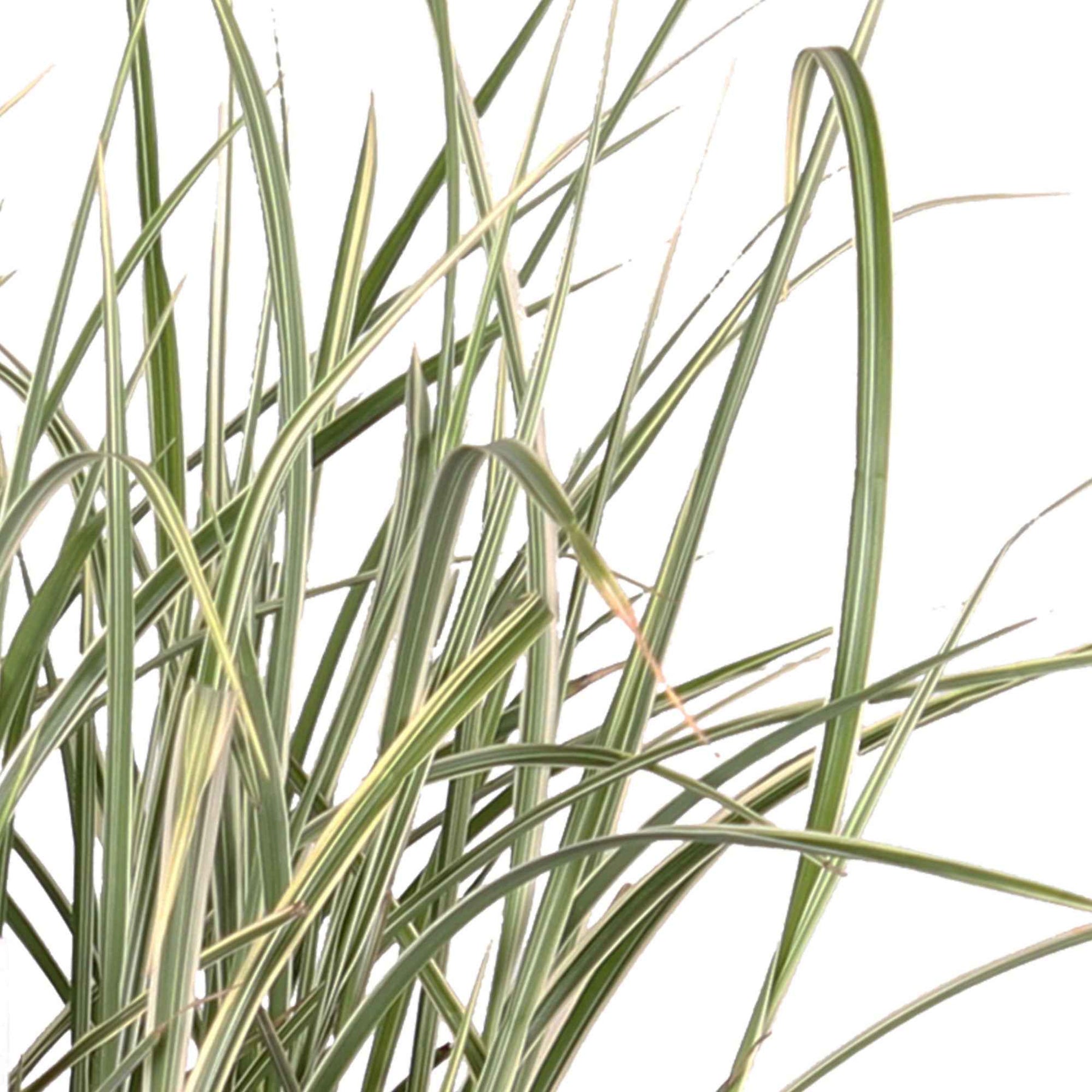 Miscanthus sinensis variegatus - Prachtriet 'Variegatus' - Miscanthus - Chinees riet