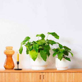 Pauwenplant 'Network' - Willemse