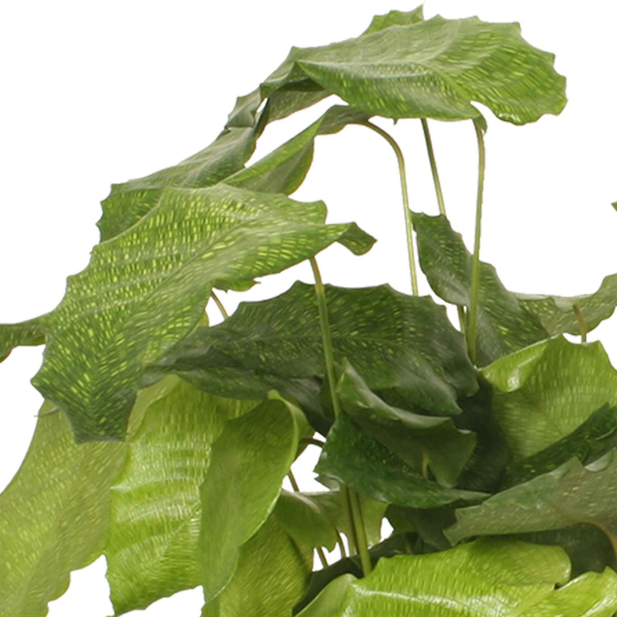 Pauwenplant 'Network' - Calathea musaica network - Willemse