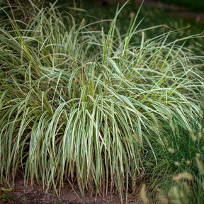 Carex 'Variegata' - Willemse