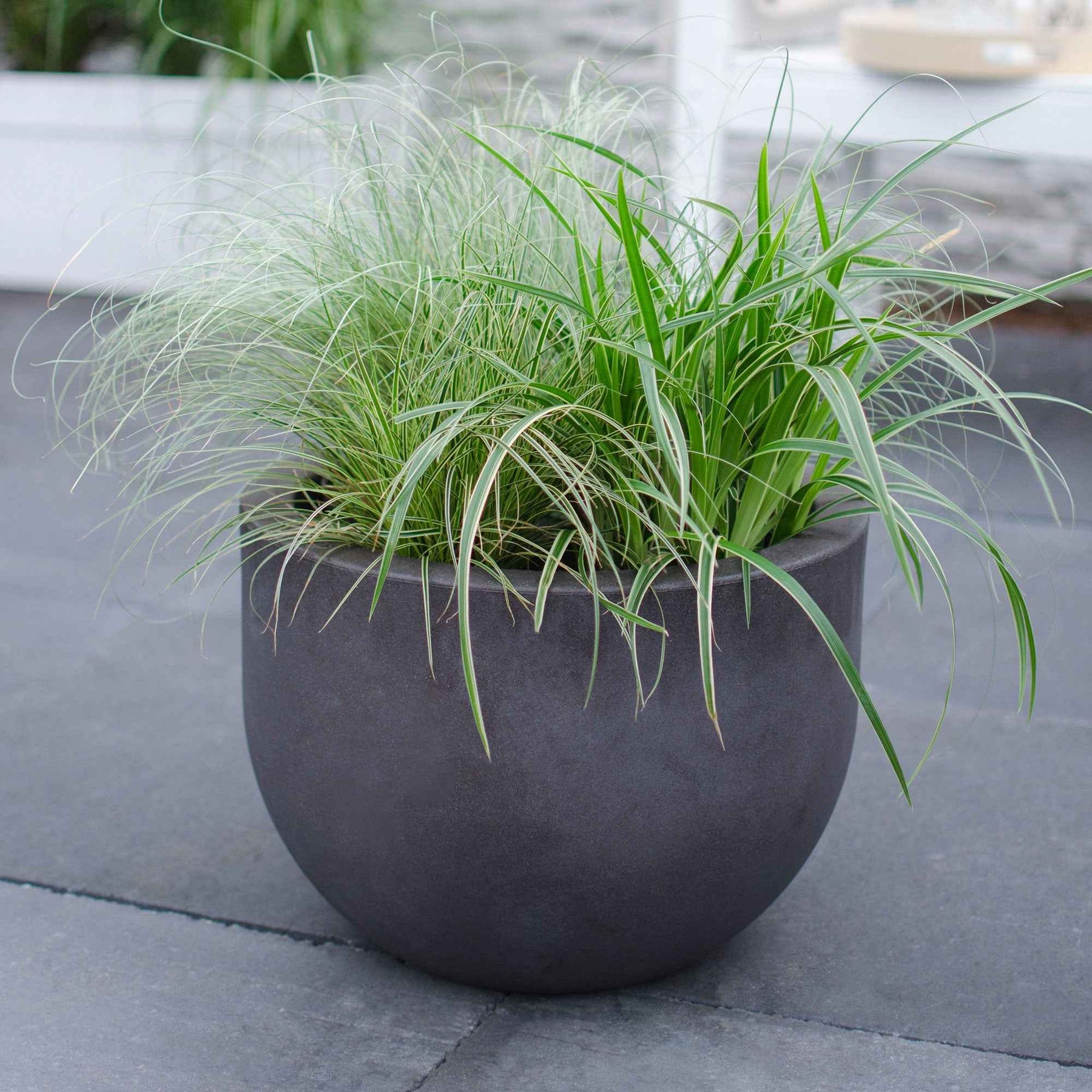 Carex 'Variegata' - Carex morrowii variegata - Willemse