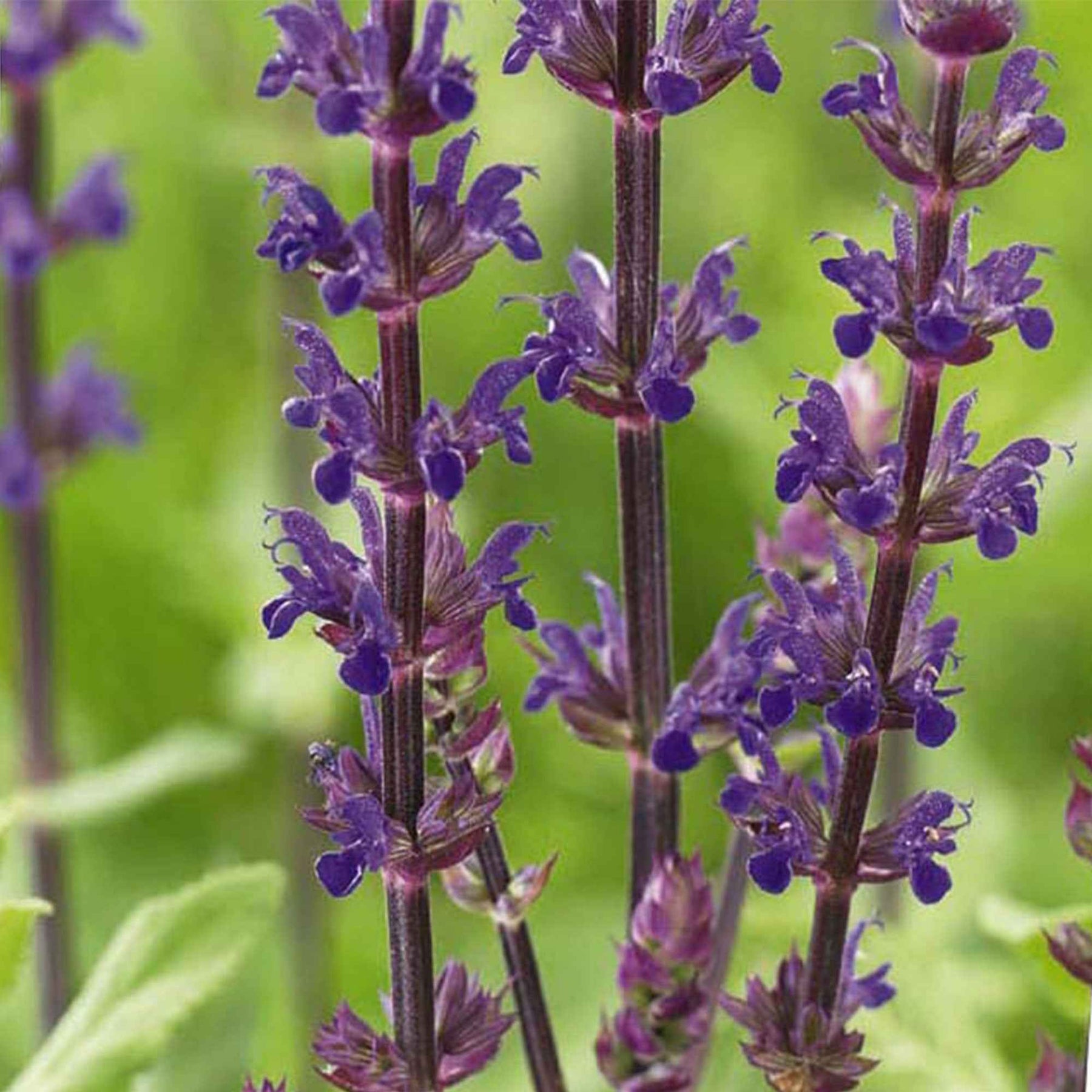 Bossalie 'Caradonna' - Salvia nemorosa caradonna - Willemse