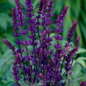 Salvia nemorosa caradonna - Bossalie 'Caradonna' - Salie