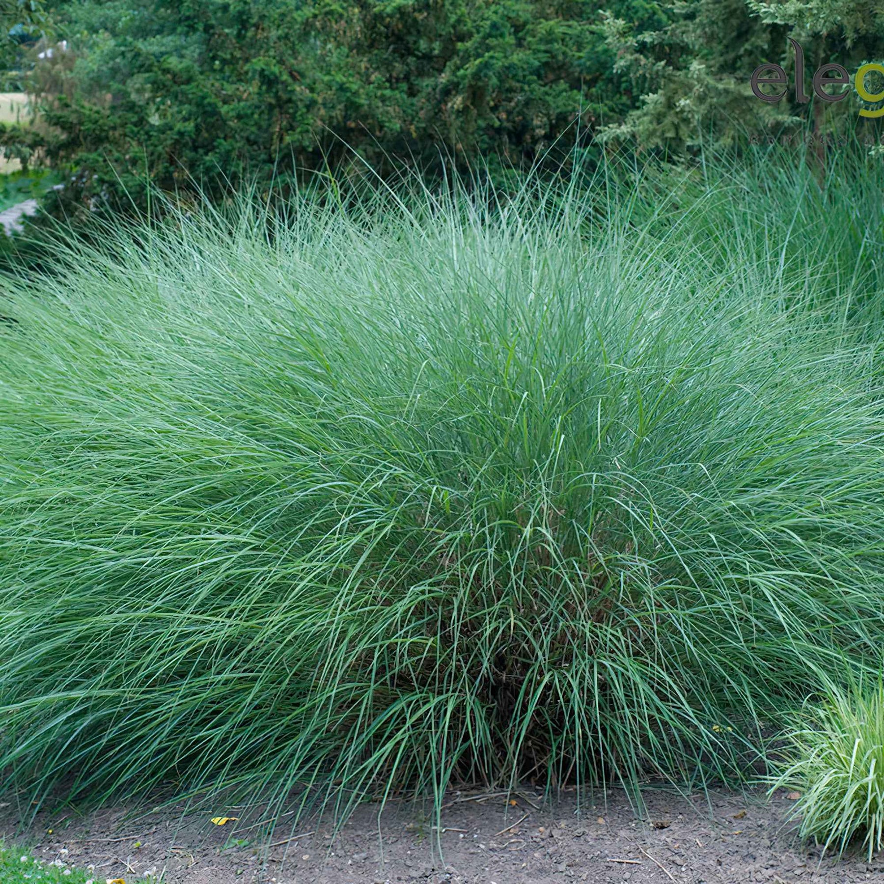 Miscanthus sinensis gracillimus - Prachtriet 'Gracillimus' - Miscanthus - Chinees riet