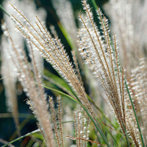 Miscanthus - Chinees riet - Prachtriet 'Gracillimus' - Miscanthus sinensis gracillimus