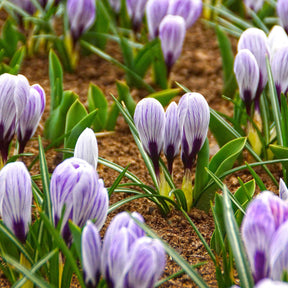 Crocus vernus pick wick - Grootbloemige krokus 'Pickwick' (x15) - Krokus