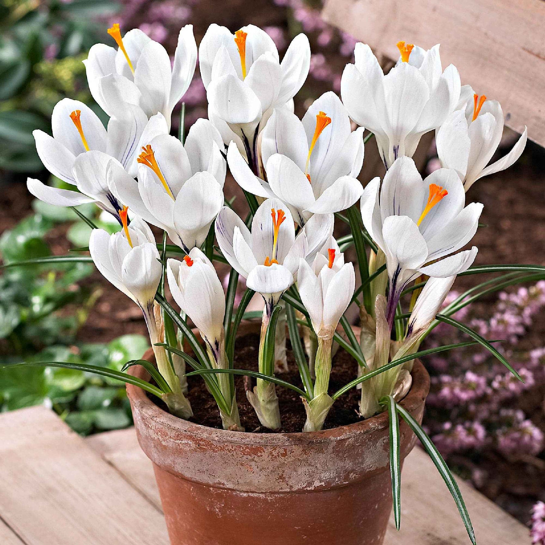 Grootbloemige Krokus 'Jeanne d'Arc' (x15) - Willemse