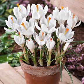 Grootbloemige Krokus 'Jeanne d'Arc' (x15) - Willemse
