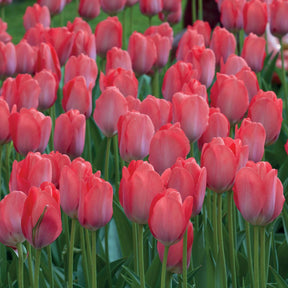 Tulp 'Van Eijk' (x10) - Tulipa van eijk - Tulpen