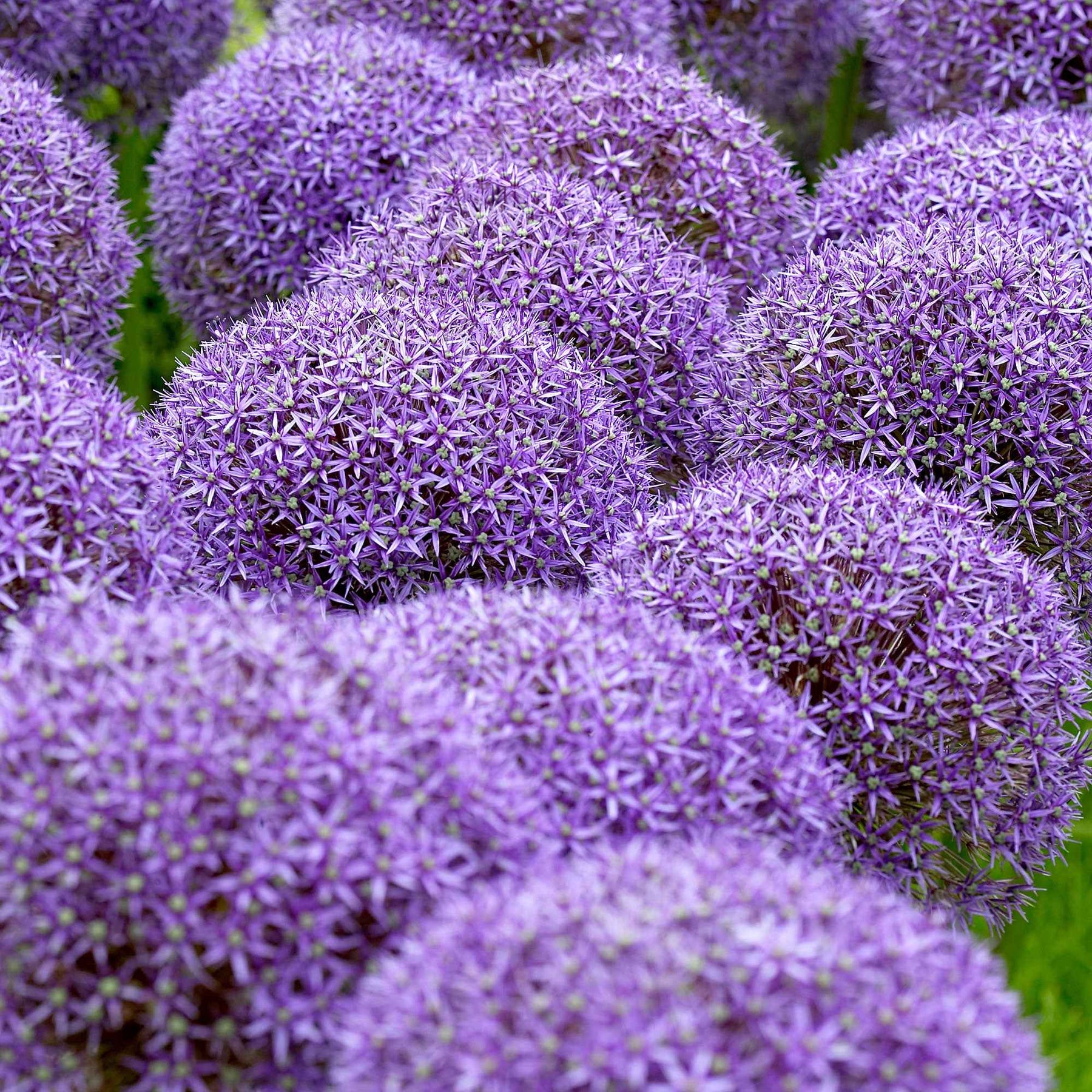 Sierui 'Globemaster' (x3) - Allium Globemaster - Willemse