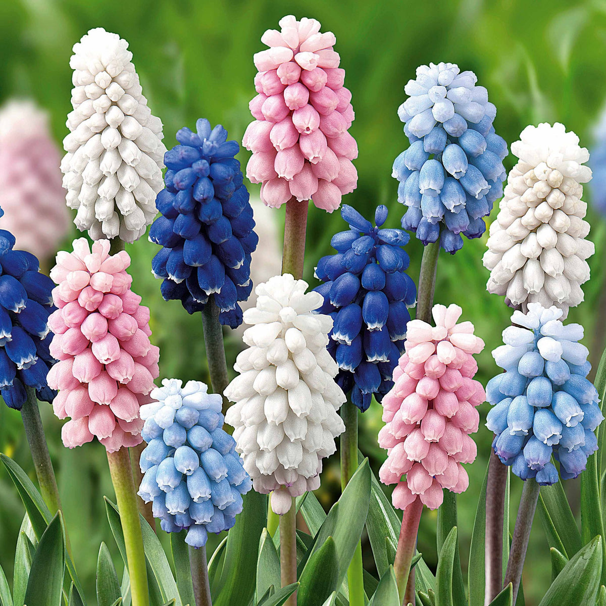 Blauwe druifjes Mix (x25) - Muscari - Blauwe druifjes