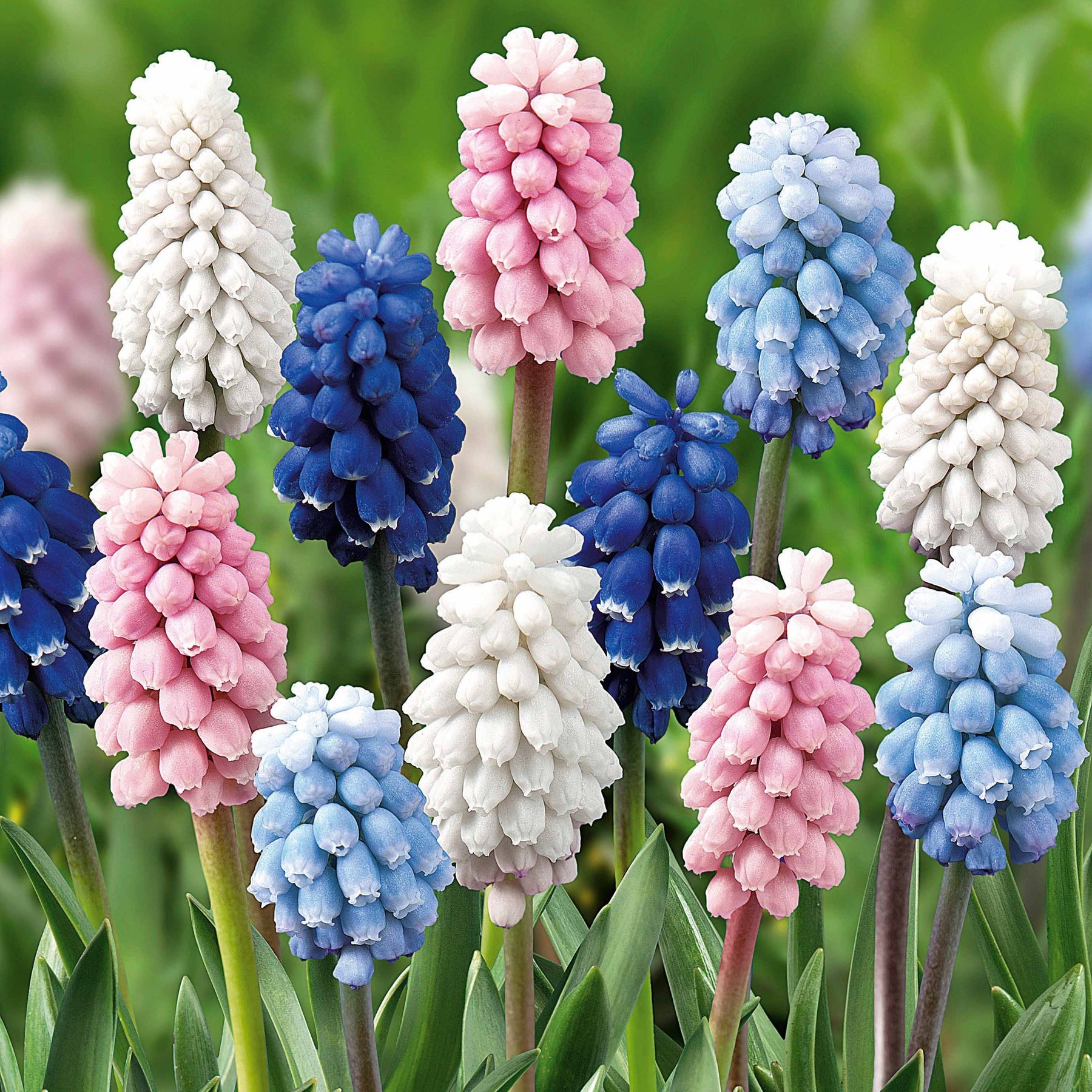 Blauwe druifjes Mix (x25) - Muscari - Willemse