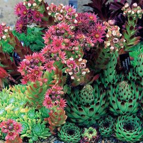 Huislook Mix (x6) - Sempervivum - Willemse