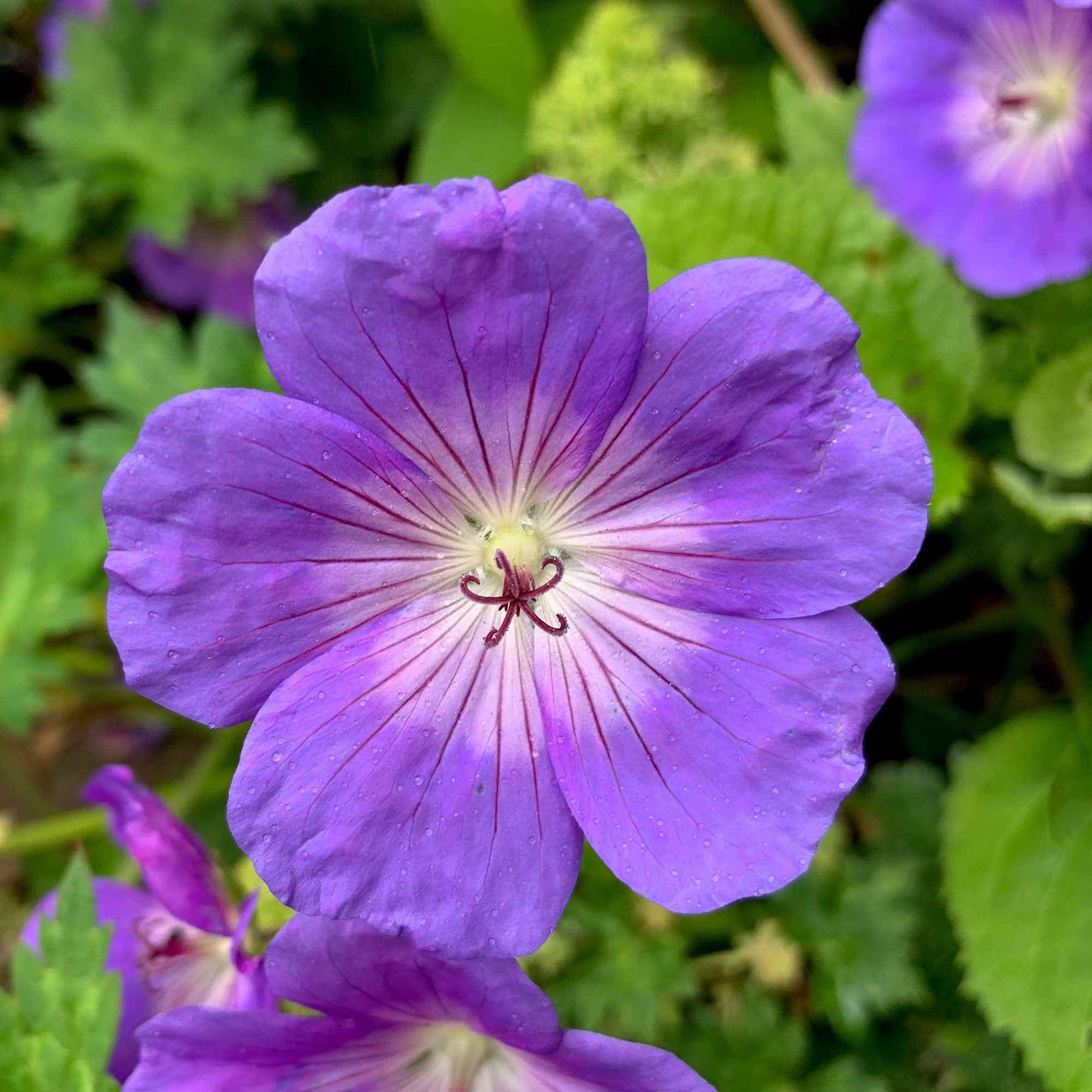 Geranium 'Rozanne' - Geranium gerwat rozanne - Willemse