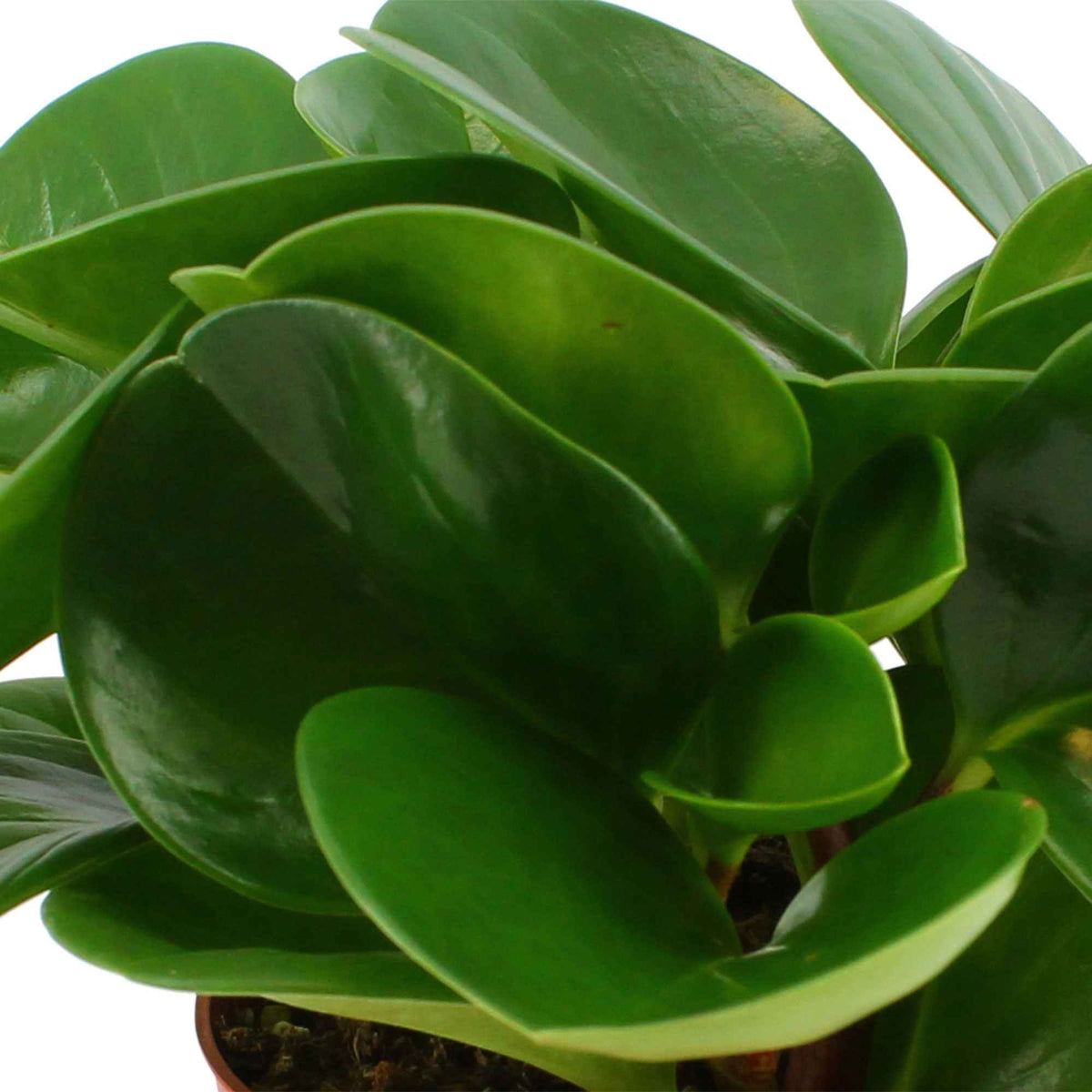 Krokodillentranen Peperomia obtusifolia - Peperomia obtusifolia - Willemse