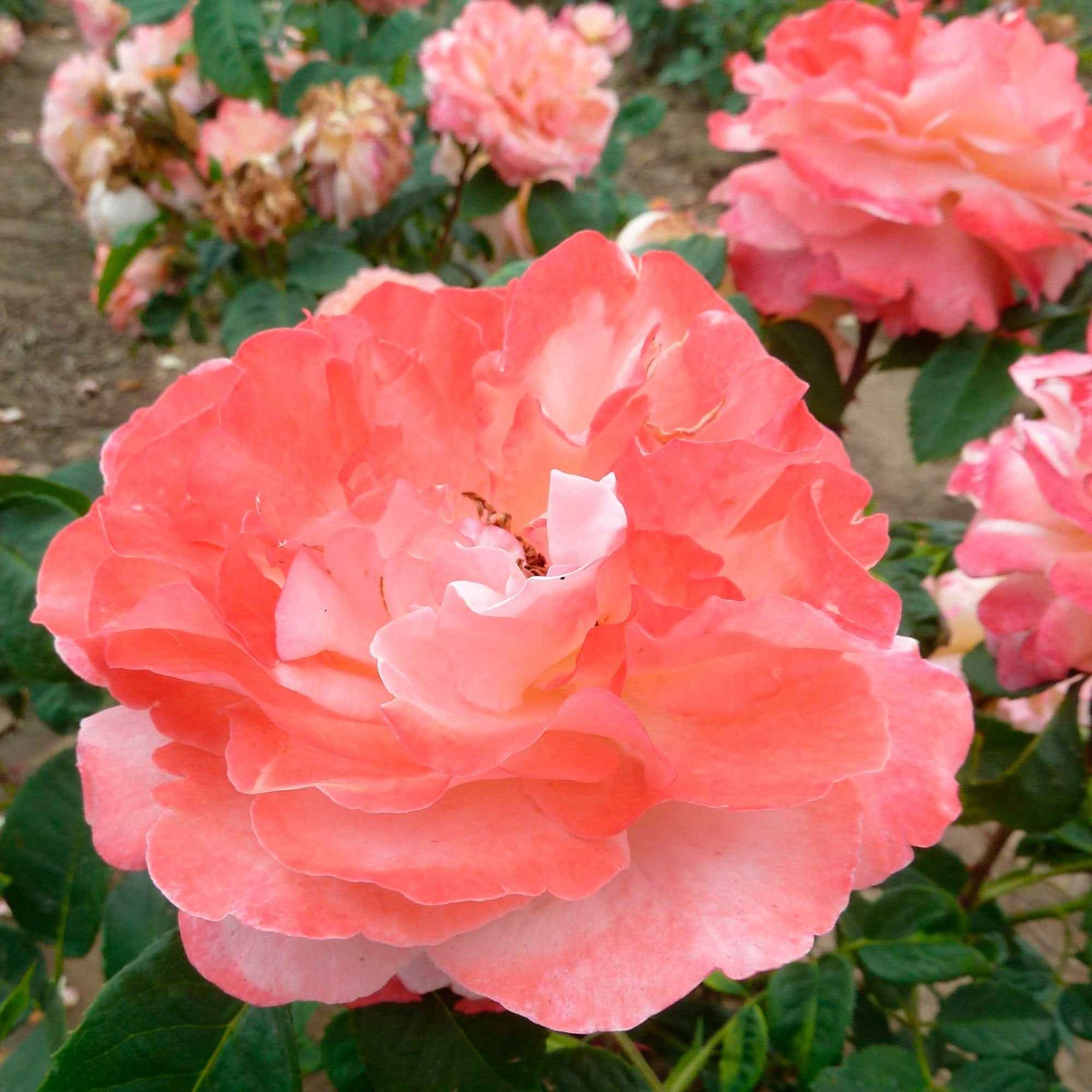 Grootbloemige rozen - Grootbloemige roos 'Augusta Louise'® - Rosa augusta louise
