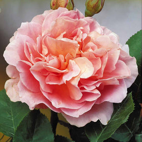 Grootbloemige roos 'Augusta Louise'® - Rosa augusta louise - Rozen