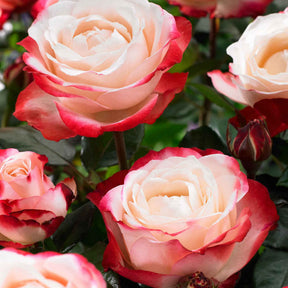 Grootbloemige rozen - Grootbloemige roos 'Nostalgie' - Rosa Nostalgie ®