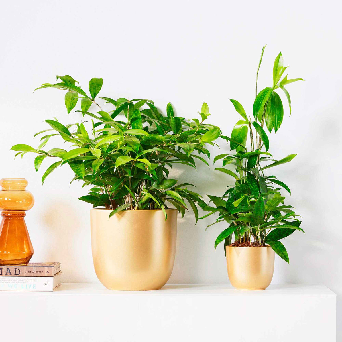 Drakenbloedboom - Willemse