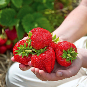 Aardbei 'Gigantella Maxim' (x20) - Fragaria maxim