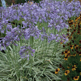 Afrikaanse lelie 'Silver Moon' - Agapanthus silver moon - Vaste planten
