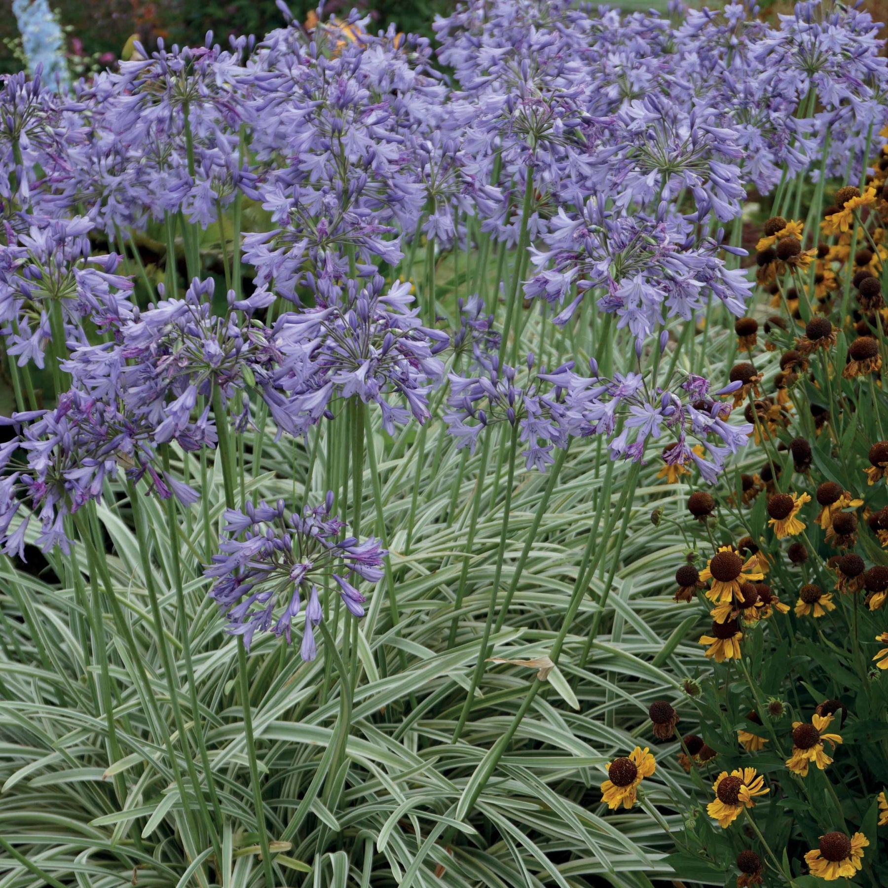 Afrikaanse lelie 'Silver Moon' - Agapanthus silver moon - Vaste planten