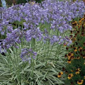 Afrikaanse lelie 'Silver Moon' - Agapanthus silver moon - Vaste planten