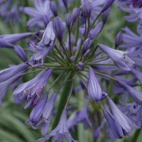 Afrikaanse lelie 'Silver Moon' - Agapanthus silver moon
